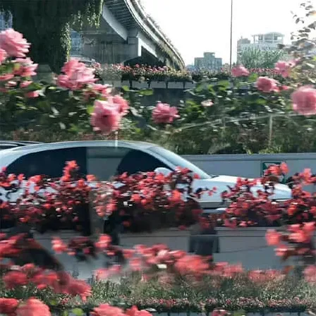 旺财