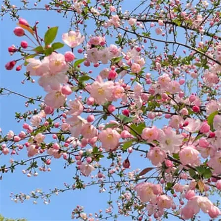 王与