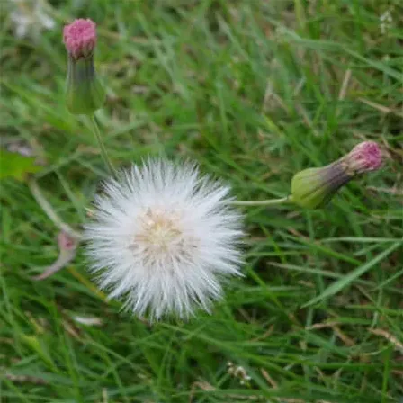 百花