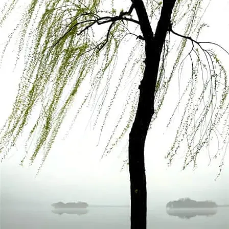 带金字