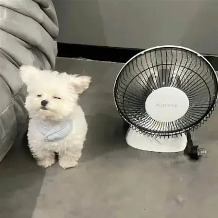 金鼠