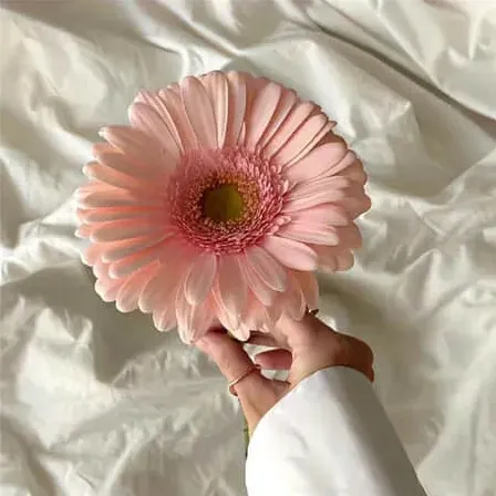 动物