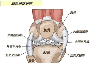 滑膜