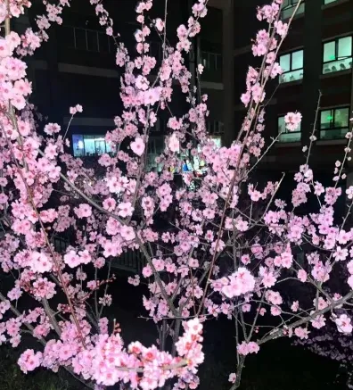 国家