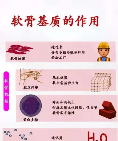 关节