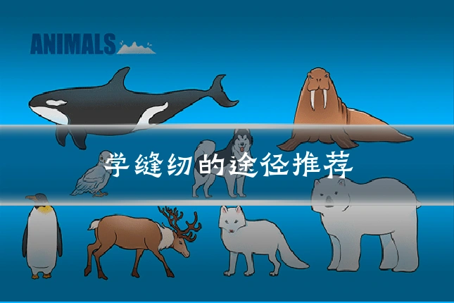 学缝纫的途径推荐