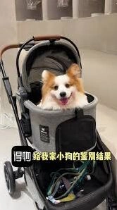 得物宠物鉴别功能使用详解