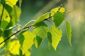 我的世界白桦树叶有什么用